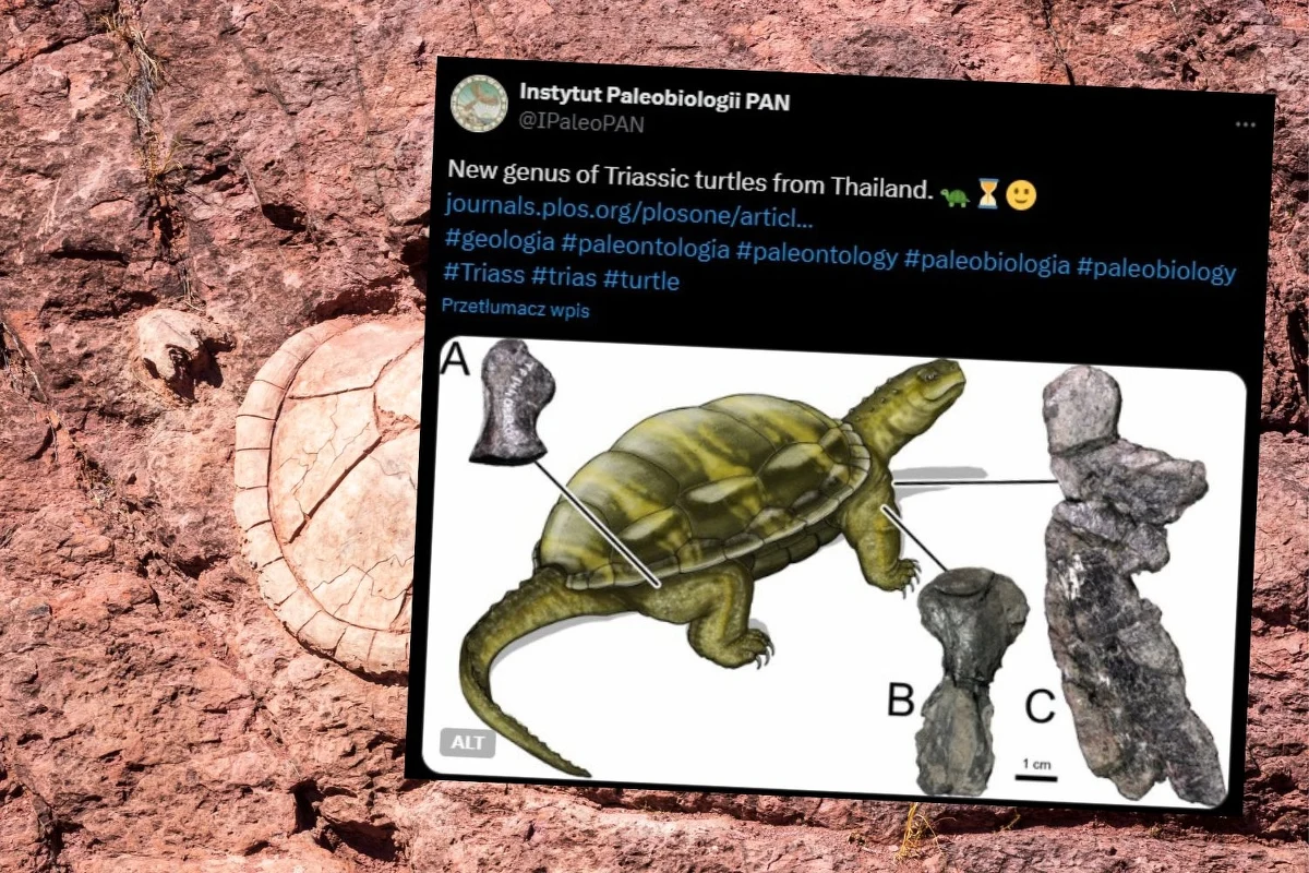 Żółw żyjący przed ok. 215 mln lat na terenie dzisiejszej Tajlandii nie należał do znanych dotąd rodzajów. Jest jednak dowodem na większą niż dotąd zakładano różnorodność wczesnych przedstawicieli tej grupy. Gad miał krewniaków w Polsce. To najnowsze ustalenia paleontologów m.in. z Instytutu Paleobiologii PAN. 