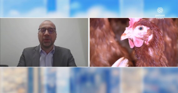 Ptasia grypa rozprzestrzenia się w Polsce. Komisja Europejska reaguje