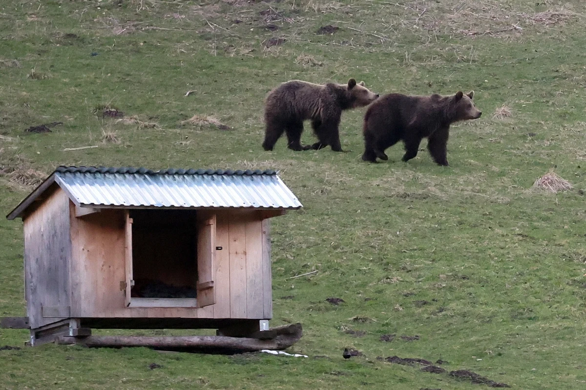 Uwaga, niedźwiedzie! W sobotę wieczorem w Kuźnicach, przy szlaku prowadzącym do stacji na Kasprowy Wierch, pojawiły się dwa osobniki. Tatrzański Park Narodowy apeluje do turystów o ostrożność.