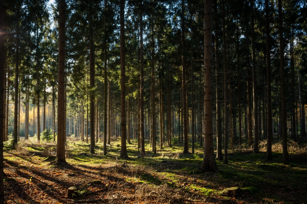 Kontakt z naturą to coś więcej niż chwila relaksu – to realne wsparcie dla zdrowia psychicznego. Coraz więcej badań potwierdza, że przebywanie w lesie może skutecznie łagodzić objawy depresji, stresu i problemów z koncentracją.