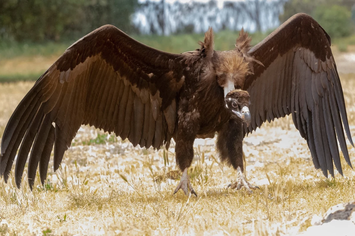 Dzięki konsekwentnym działaniom ekologów i organizacji przyrodniczych w Portugalii udało się przywrócić populację sępa kasztanowatego - ptaka, który przez dekady uznawany był w tym kraju za wymarły. Dziś w północnej części kraju żyje już ponad 110 par tych majestatycznych padlinożerców.