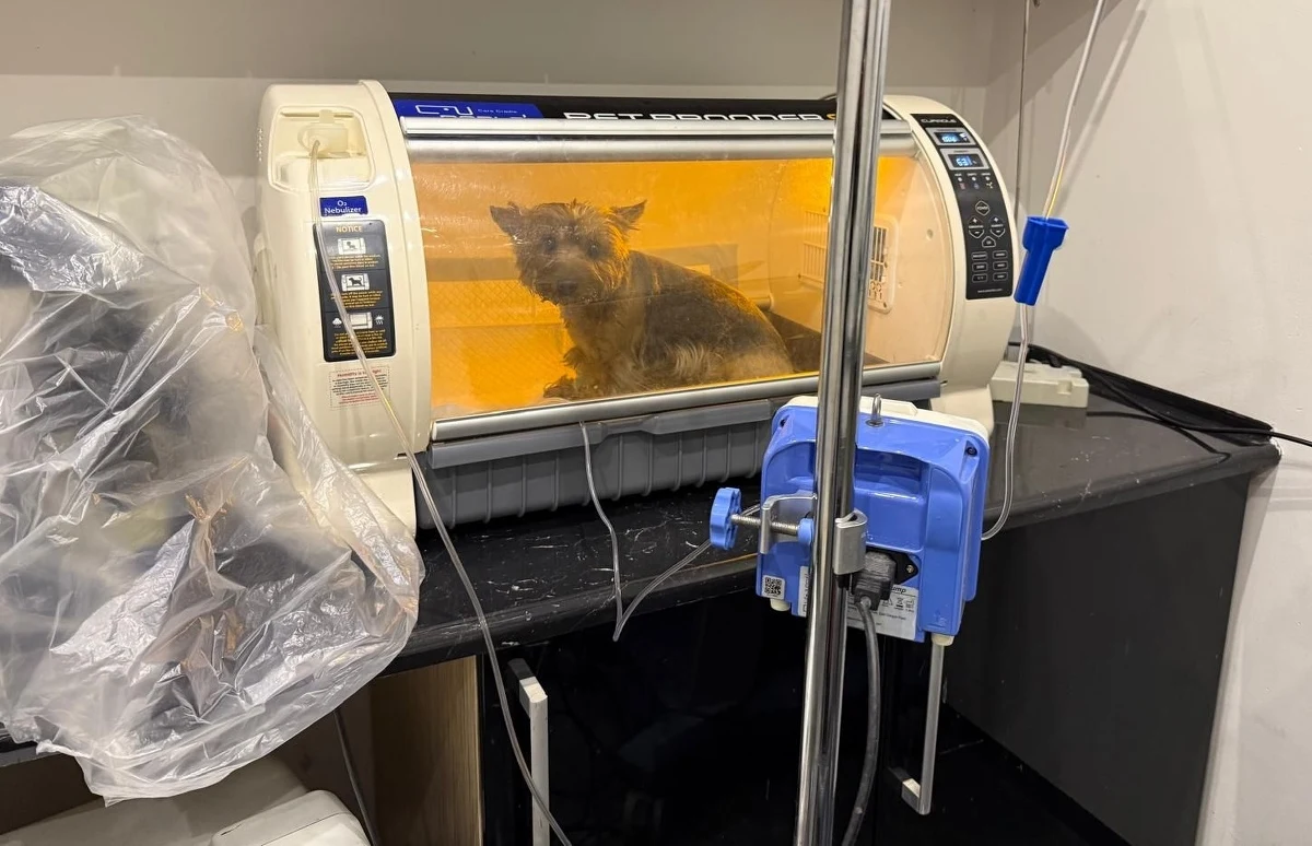 W centrum Kielc (Świętokrzyskie) doszło w niedzielę do dramatycznych wydarzeń. W jednym z mieszkań wybuchł pożar. Jak się okazało, w środku został pies.