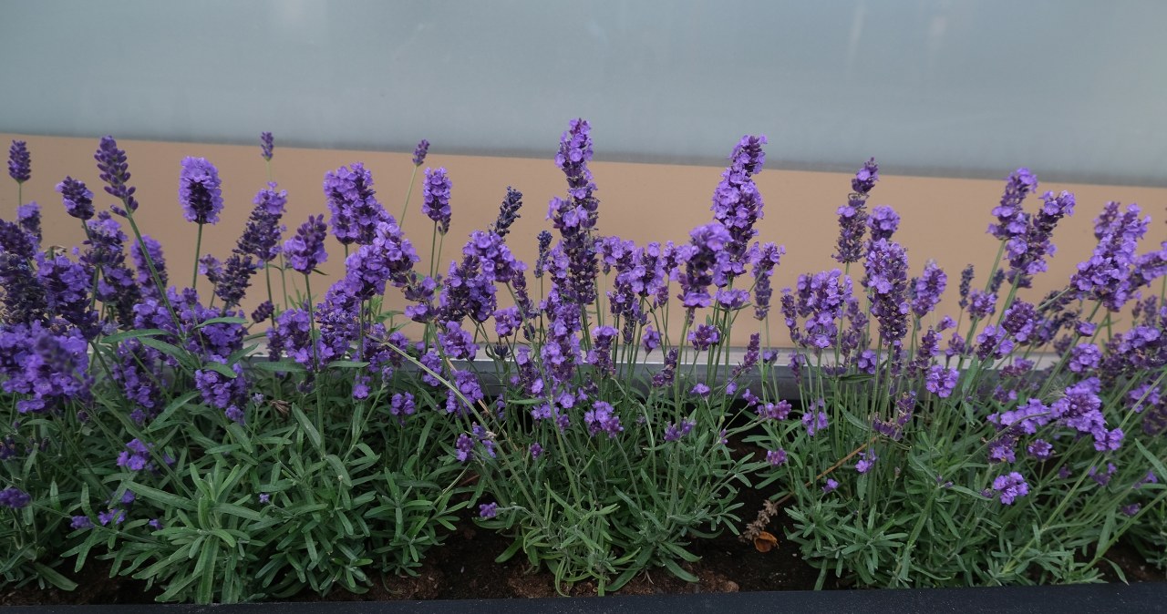 Zestaw ratunkowy dla lichej lawendy. w okresie zdąży pokryć się kwiatami