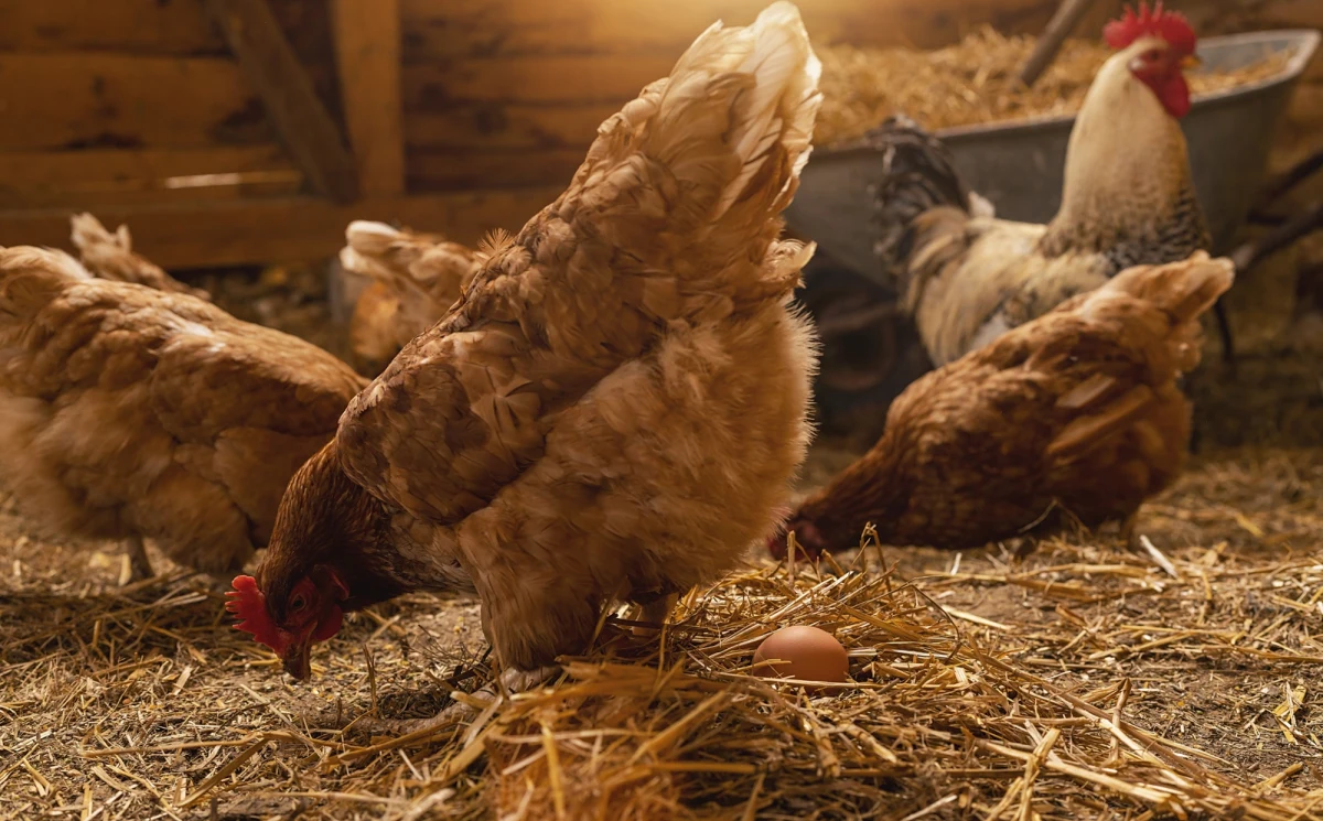 Polska jeszcze dzisiaj wyśle Brukseli całą dokumentację dotyczącą występowania ptasiej grypy w naszym kraju wraz z propozycją podjęcia koniecznych działań do jej zwalczania - dowiedziała się brukselska korespondentka RMF FM Katarzyna Szymańska-Borginon. Komisja Europejska potwierdza, że decyzje o koniecznych nadzwyczajnych środkach zapadną w tym tygodniu.