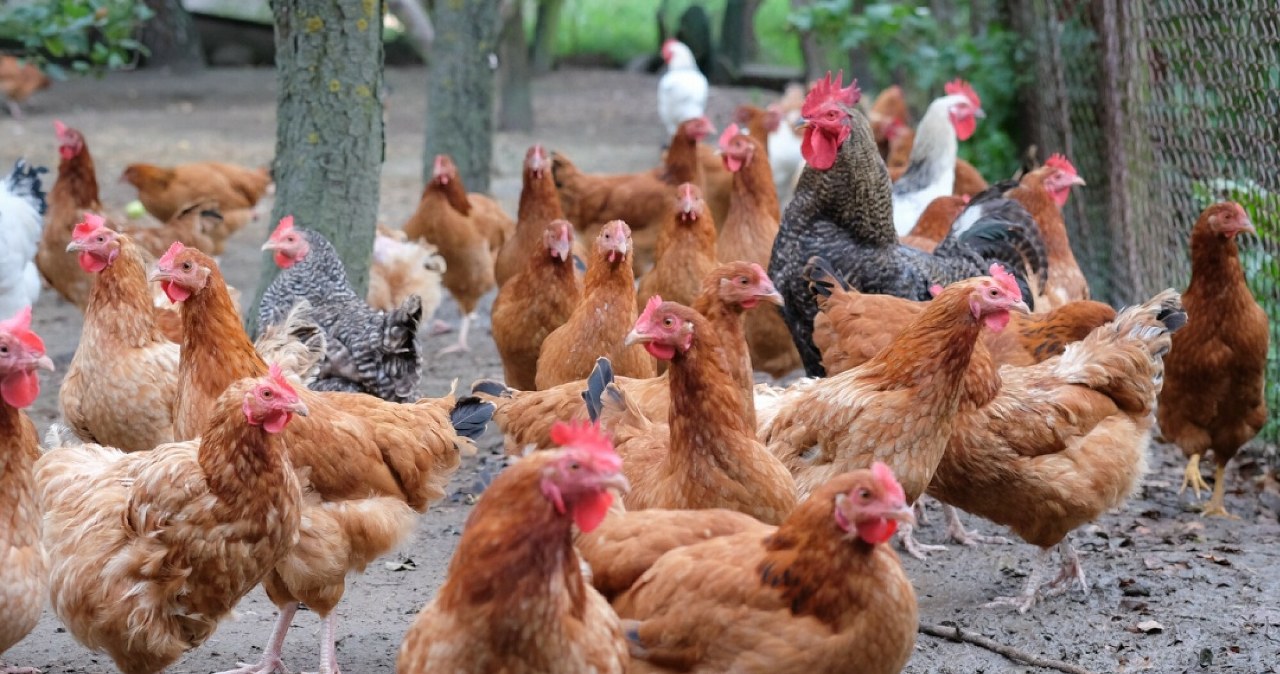 Polski drób wraca na chiński rynek. Minister rolnictwa podpisał umowę