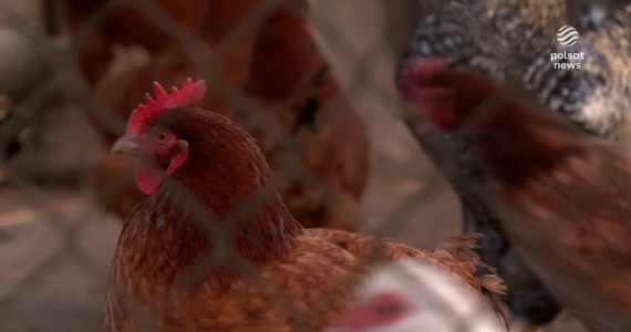''Wydarzenia'': Producenci drobiu załamani. Groźba unijnego embarga może ich zniszczyć