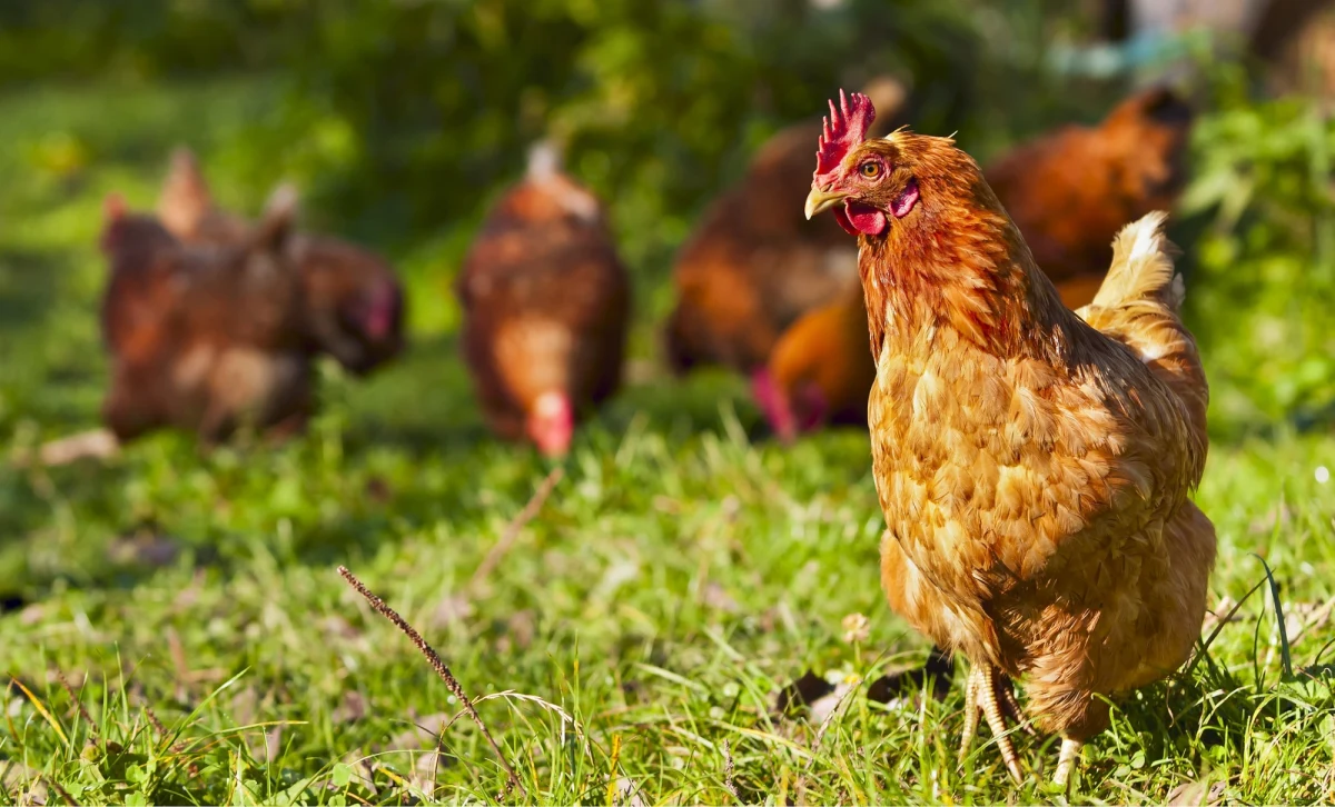 Hodowcy drobiu apelują do Komisji Europejskiej o odroczenie na miesiąc uruchomienia w Polsce restrykcji związanych z ptasią grypą. Taki jest efekt 3-godzinnego spotkania hodowców w Ministerstwie Rolnictwa i Rozwoju Wsi.