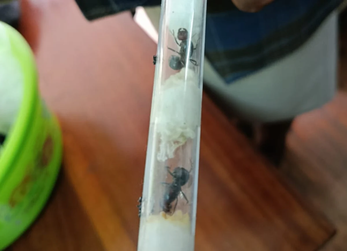 Choć są malutkie, nie uszły uwadze stróżów prawa. Pewna czwórka mężczyzn próbowała wywieźć z Kenii mrówki należącego do rzadkiego gatunku. Przemytnicy połakomili się na naprawdę sporą ilość, co może uzasadniać cena, jaką za jednego owada tego rodzaju płaci się na czarnym rynku. Sprawę opisał portal BBC.