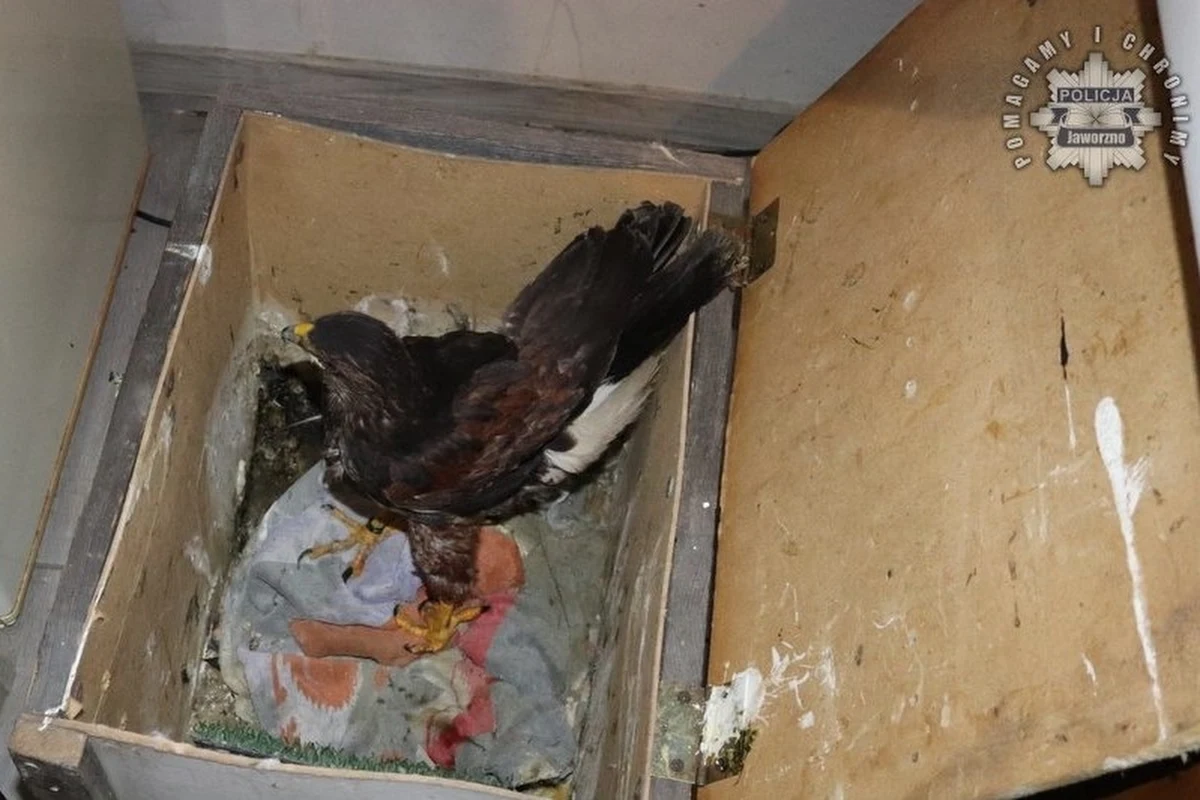 Policjanci odkryli u 31-letniego mieszkańca Jaworzna (woj. śląskie) przetrzymywanego w skandalicznych warunkach myszołowca towarzyskiego, ptaka objętego ochroną. Podczas przeszukania drugiej posesji należącej do mężczyzny odkryli także puchacza europejskiego. Mężczyzna usłyszał zarzuty. Grozi mu kara do 5 lat więzienia.