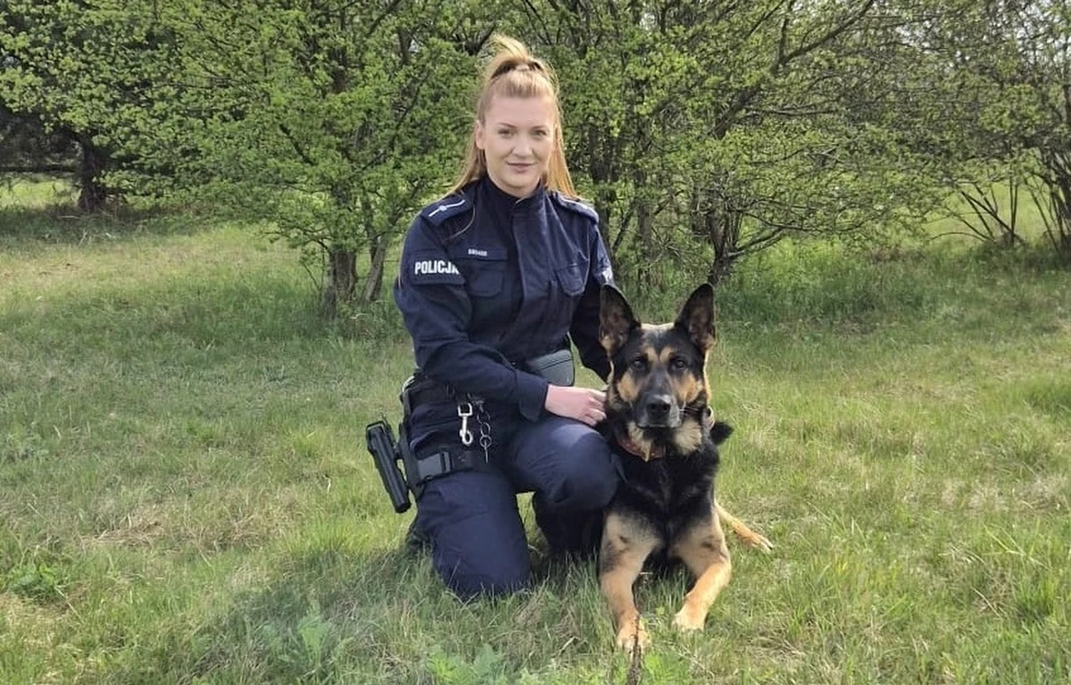 Policyjny pies tropiący Ramzes odnalazł w Łodzi 12-latka, który pilnie potrzebował pomocy lekarzy. Chłopiec wyskoczył z okna mieszkania na os. Stoki i oddalił się w nieznanym kierunku.    