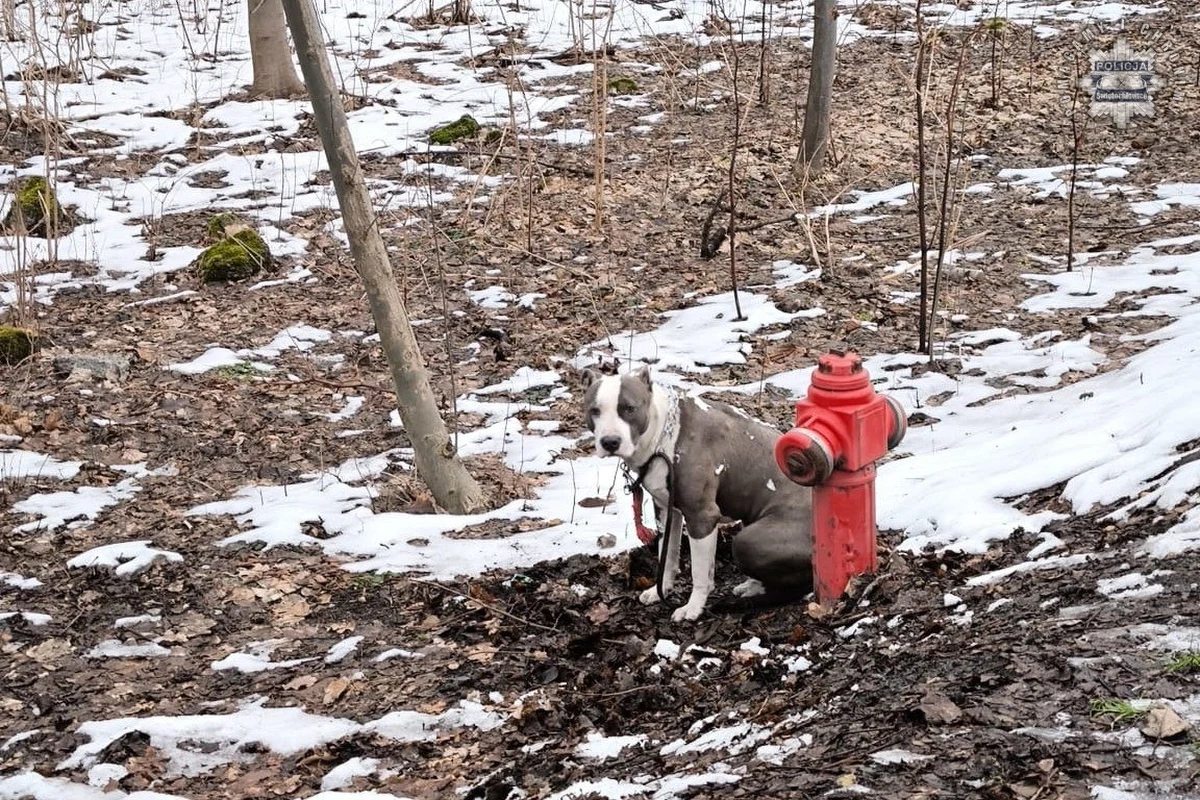 46-latek ze Świętochłowic przywiązał psa do hydrantu w ogródku jordanowskim i porzucił. Zwierzę trafiło do schroniska, a policjanci po kilku tygodniach poszukiwań znaleźli właściciela, któremu grozi teraz do 3 lat więzienia.   