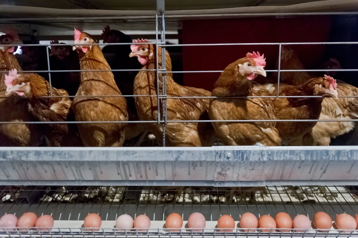 Jest wstępna zgoda Komisji Europejskiej, by na razie w Polsce nie wprowadzać dodatkowych, surowszych restrykcji związanych z ptasią grypą. Takie informacje dziennikarz RMF FM Michał Dobrołowicz uzyskał od przedstawicieli branży drobiarskiej po kolejnej rundzie negocjacji na ten temat.