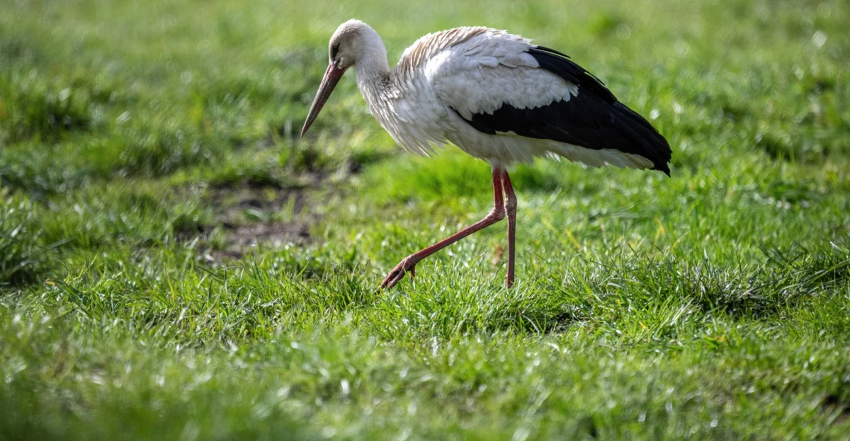 Ornitolodzy zauważyli, że przez suszę i brak pokarmu bociany częściej do swojej diety włączają żaby. Takie zjawisko zaobserwowano m.in. w bocianiej stolicy Polski, czyli warmińsko-mazurskim Żywkowie.