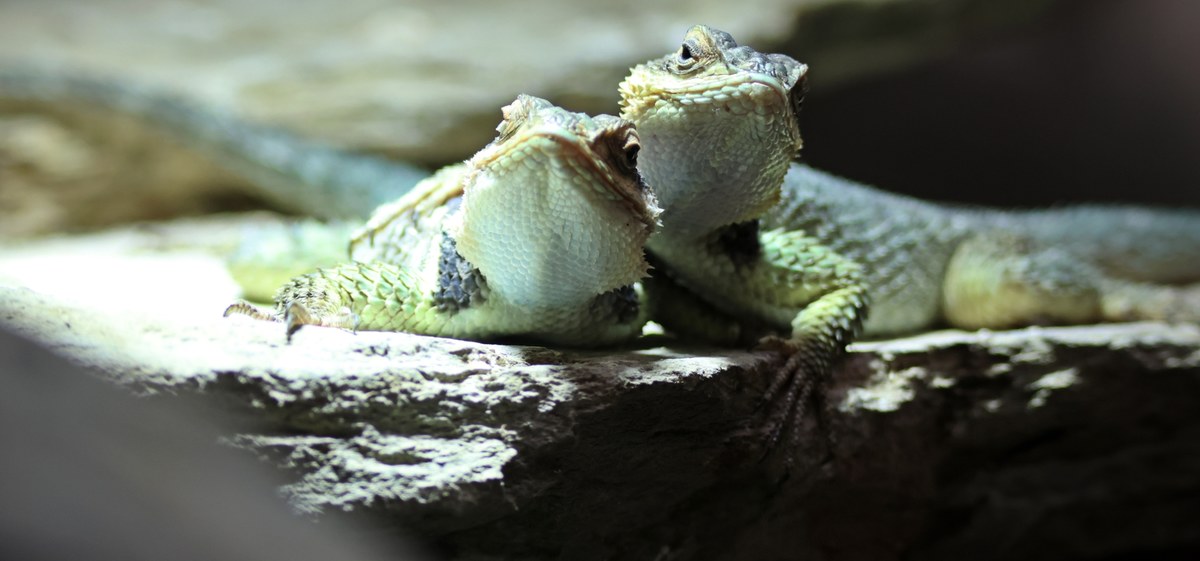 W Gdańskim Ogrodzie Zoologicznym zamieszkały legwaniki błękitne. Te jaszczurki pochodzą z terenów Teksasu i Meksyku. Zamieszkują pustynne i skaliste tereny. 