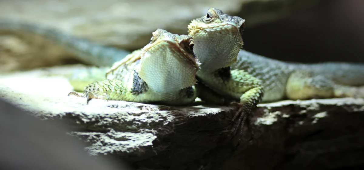 W Gdańskim Ogrodzie Zoologicznym zamieszkały legwaniki błękitne. Te jaszczurki pochodzą z terenów Teksasu i Meksyku. Zamieszkują pustynne i skaliste tereny. 