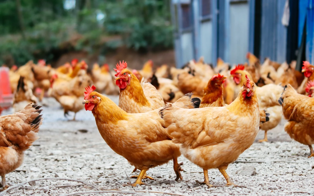 Komisja Europejska poinformowała, że po spotkaniu z polskimi władzami we wtorek przyjęła do wiadomości zaproponowane przez Polskę środki przeciwdziałające ptasiej grypie, które mają być zastosowane na Mazowszu i Wielkopolsce. Na razie nie zostaną wprowadzone żadne dodatkowe środki na szczeblu UE.