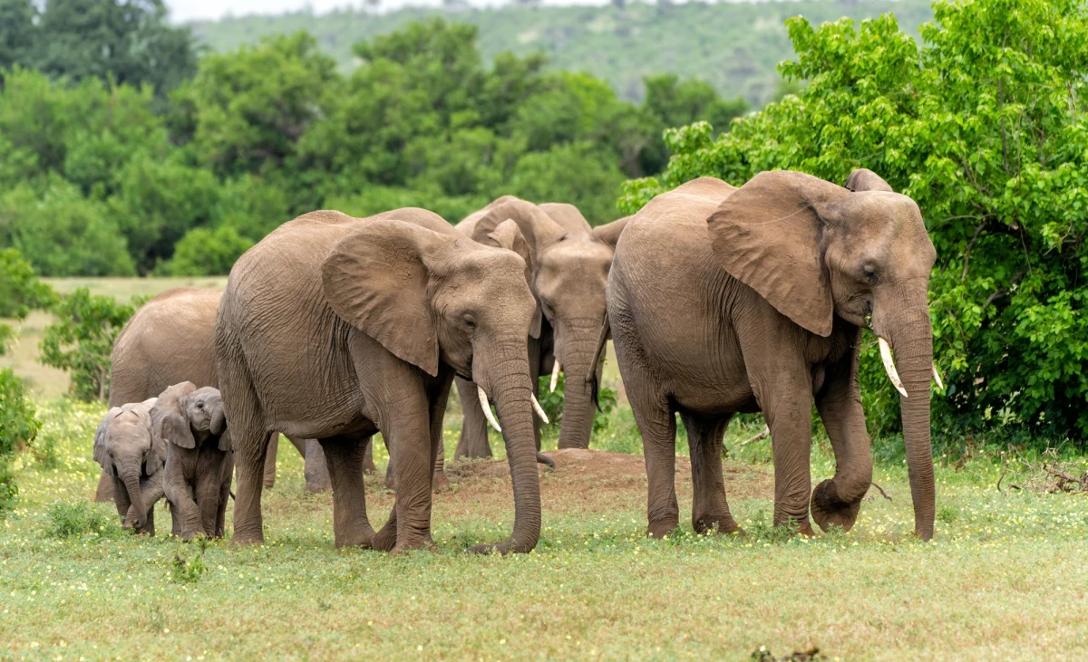 Trzęsienie ziemi słoniom niestraszne. Pokazały to zwierzęta z zoo w San Diego, które podczas wczorajszego wstrząsu w południowej Kalifornii utworzyły krąg, chroniąc w ten sposób młodsze osobniki. Nagranie zrobiło furorę w sieci.