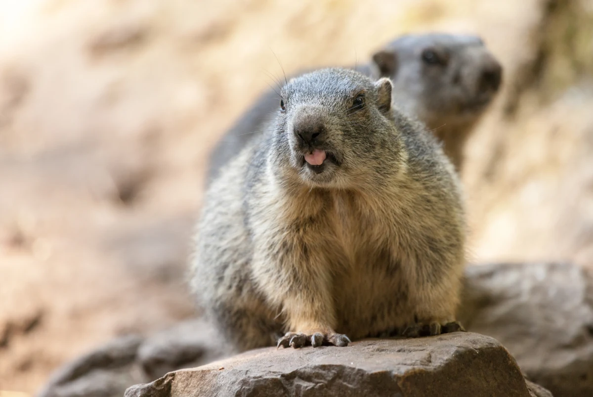 W Tatrach robi się coraz cieplej i dynamicznie ubywa śniegu. Swoją aktywność rozpoczynają świstaki, które ponad pół roku spędziły hibernując w swoich norach na wysokości ok. 1800 m n.p.m. Przyrodnicy z TPN zauważyli już pierwsze osobniki wychodzące z zimowych kryjówek.

