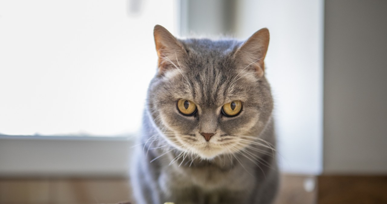 Czy kot może jeść surową rybę? Co naprawdę warto wrzucić do kociej miski