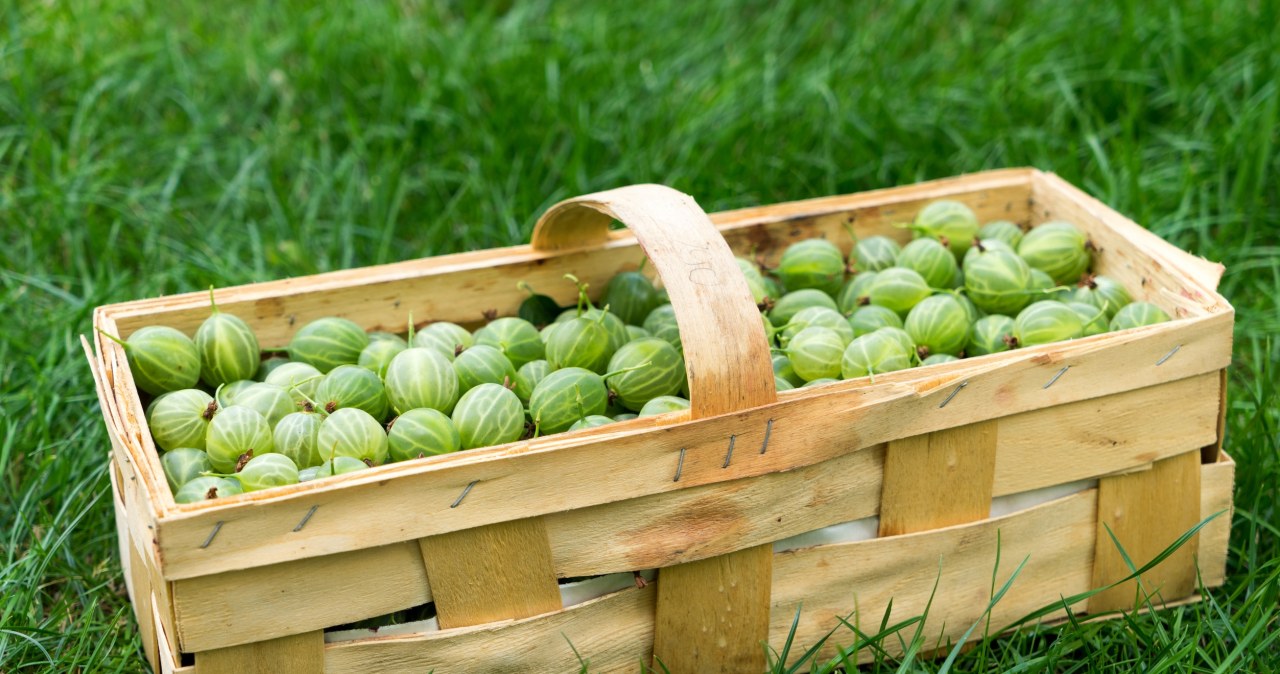 Agrest rośnie po tym jak szalony. Nie nadążysz zbierać owoców
