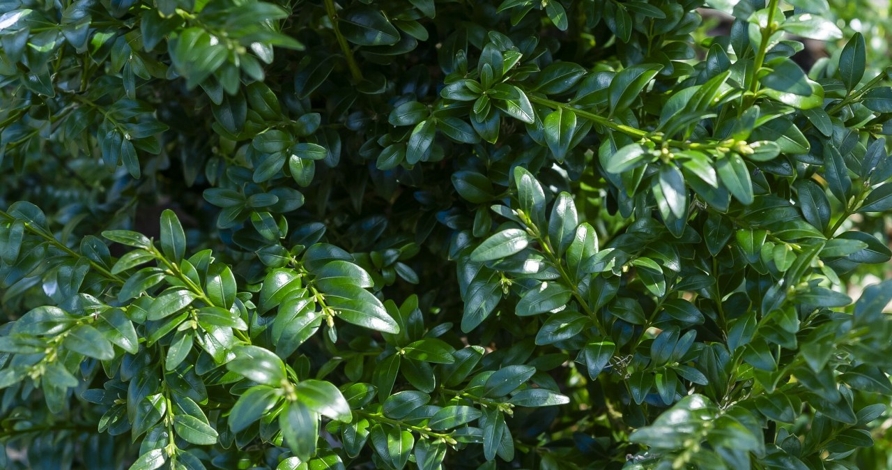 Będzie zieloną ozdobą ogrodu choćby zimą. "Żelazna roślina" odporna na mróz