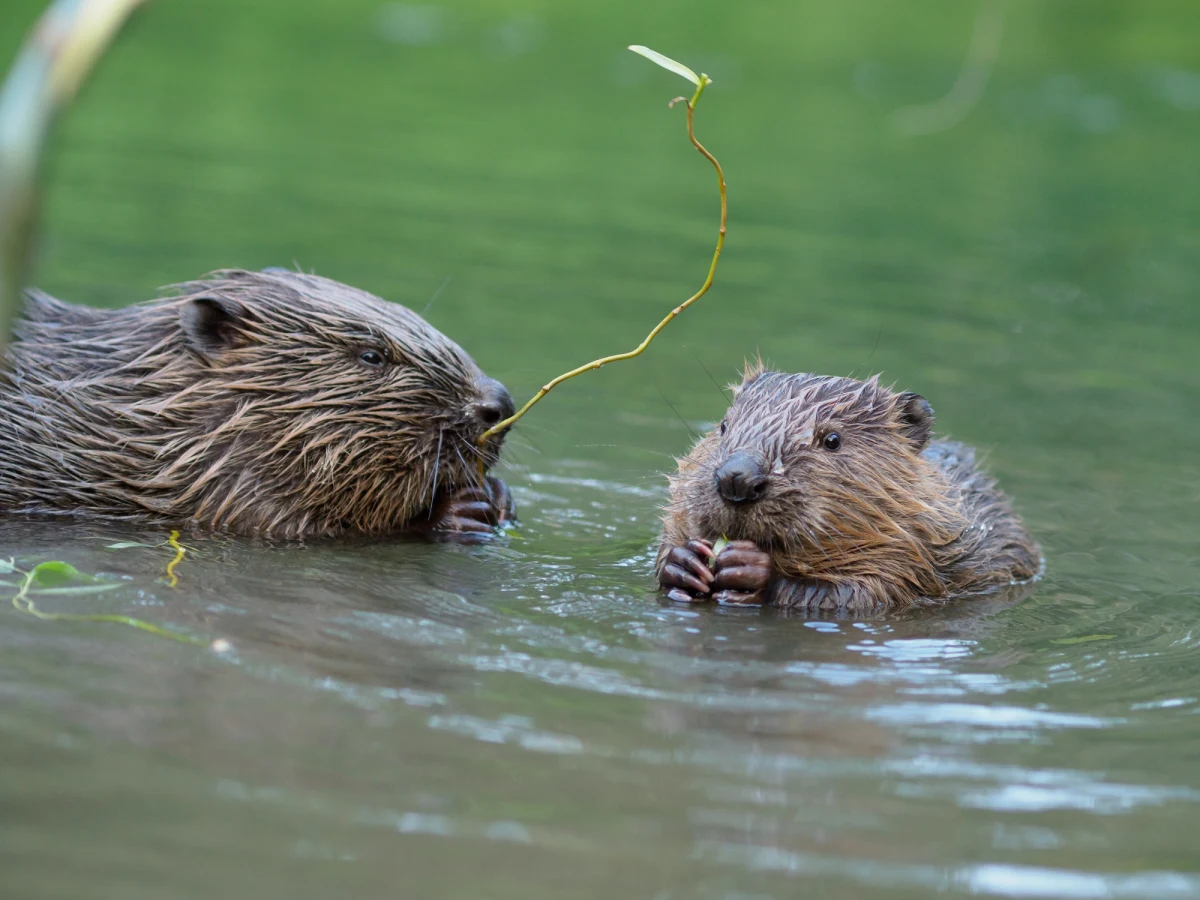Chciał zapobiec zalewaniu łąki, zniszczył tamę wybudowaną przez bobry. 37-latek z gminy Kłoczew na Lubelszczyźnie został ukarany mandatem.   