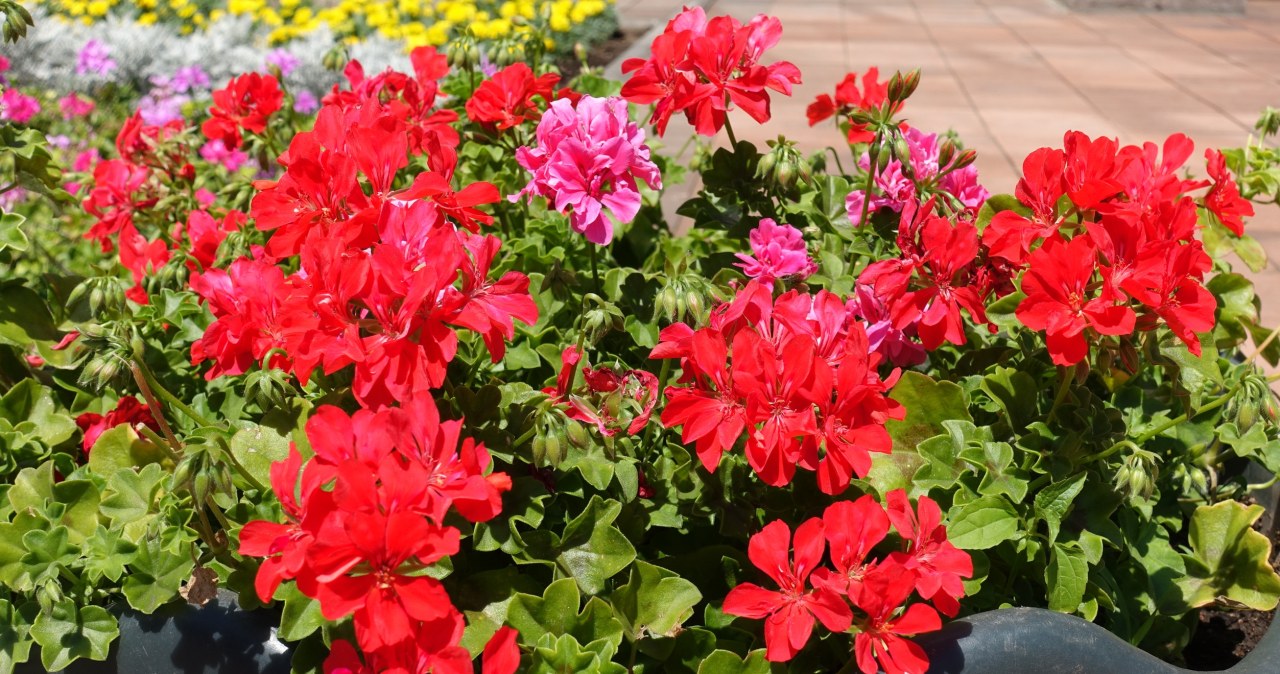 Pelargonie będą uginać się od kwiatów. Oto nawóz, który uwielbiają