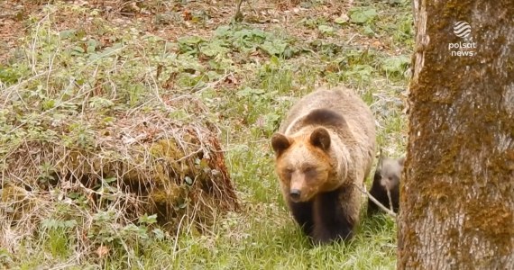''Wydarzenia'': Krwawy atak niedźwiedzi na gospodarstwo w Bieszczadach. Zabiły 22 kozy