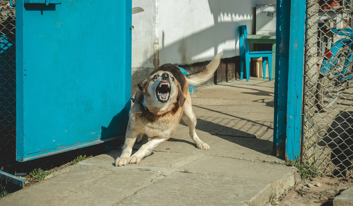 Suwałki - rozporządzeniem powiatowego lekarza weterynarii - zostały uznane za obszar zagrożony wystąpieniem wścieklizny u zwierząt. Decyzja jest pokłosiem ugryzienia nastolatka przez nietoperza, u którego wykryto wściekliznę.