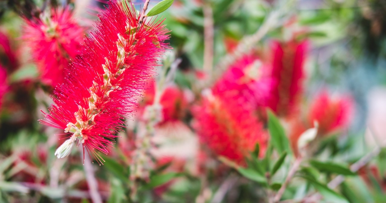 Posadź ją zamiast pelargonii. Kwitnie tygodniami i przyciąga piękne motyle