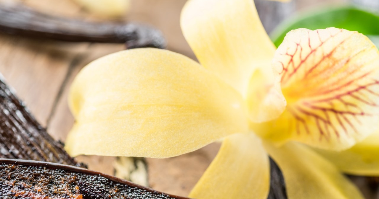 Kup "owoc storczyka". Raj dla podniebienia, pomaga na jelita i mózg