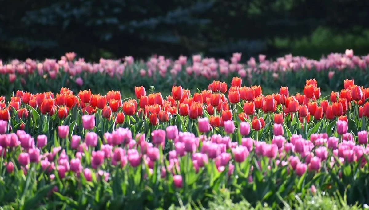 W łódzkim Ogrodzie Botanicznym rozpoczął się długo wyczekiwany spektakl natury - rozkwitła kolekcja ponad 50 tys. tulipanów w aż 30 odmianach. Kolorową wystawę można podziwiać również w czasie Świąt Wielkanocnych oraz podczas majówki.