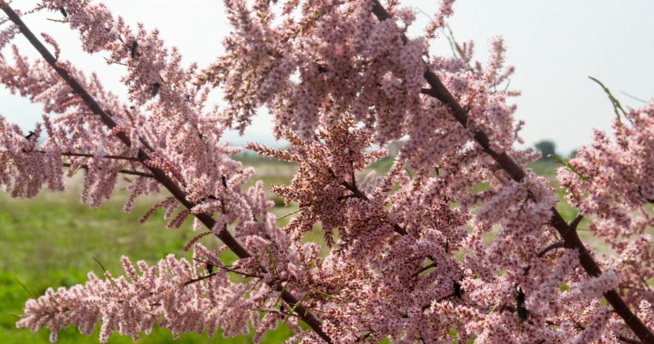 Wiosną i latem wygląda jak puszysta korona. Trudno oderwać od niego wzrok
