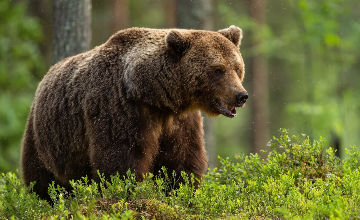 Jest zgoda na płoszenie niedźwiedzi w bieszczadzkiej gminie Lutowiska. Ma to powstrzymać zwierzęta, które coraz śmielej podchodzą do zabudowań i mogą być groźne dla ludzi.