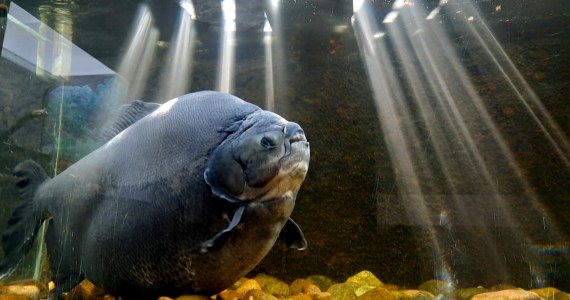 Pirania emerytka z Polski może zostać rekordzistką świata