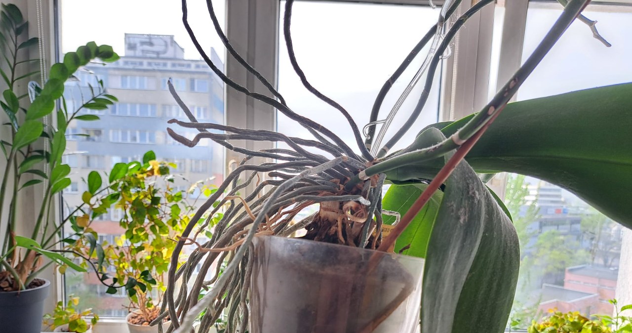 To nie kaprys storczyka, ale jego potrzeba. Ignorujesz? Wyrzucisz do kosza