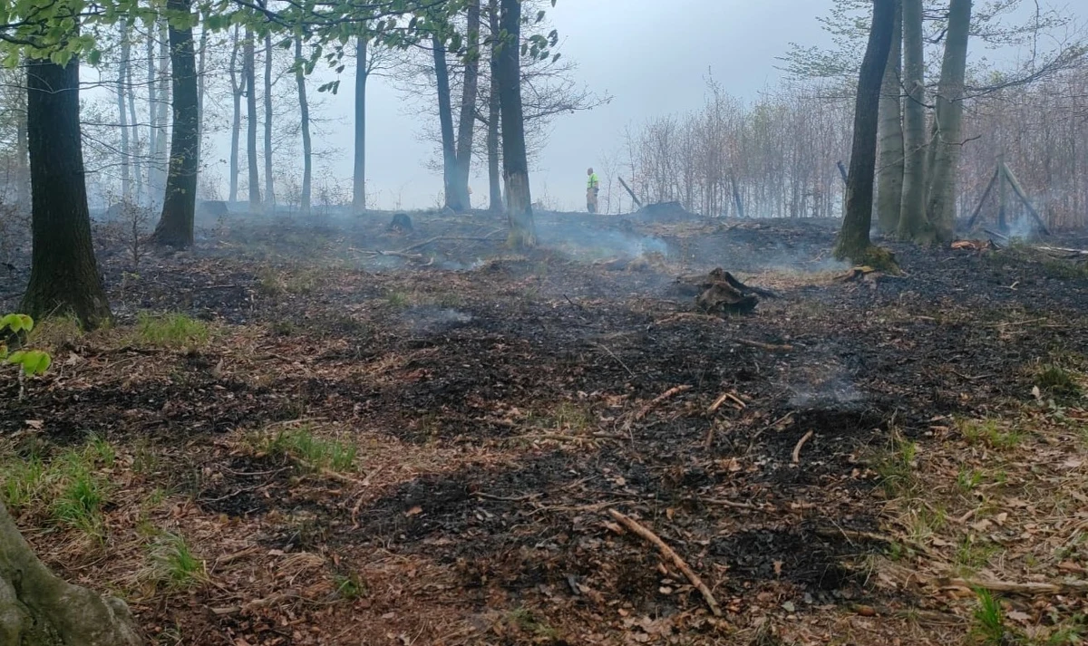 Ponad cztery hektary lasu spłonęły w Lipnicy Górnej – Rakowcu w powiecie bocheńskim (Małopolskie). Do pożaru doszło w czwartek po południu, a akcja gaśnicza trwała nieprzerwanie przez wiele godzin. Żywioł udało się wstępnie opanować tego samego dnia wieczorem, jednak teren wciąż jest pod stałym nadzorem. W działaniach brało udział ponad 200 strażaków oraz samolot gaśniczy Lasów Państwowych.