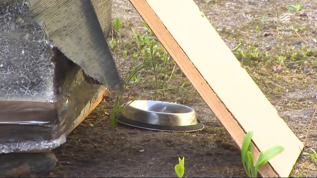 Chciała pomóc, a została ukarana. Emerytka z Koszalina dokarmiała dwa małe bezpańskie koty. Żyły w zaniedbanej piwnicy. Ktoś napisał donos i tak zaczęły się kłopoty. Kobieta żyje z niewielkiej emerytury. Kara to 280 złotych.Materiał dla "Wydarzeń" przygotowała Anna Gonia-Kuc