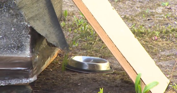 "Wydarzenia": Emerytka dostała karę za dokarmianie kotów