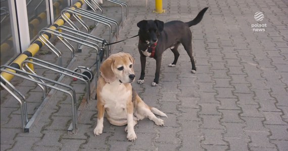 "Wydarzenia": Psy przy sklepach. Właściciele narażają się na grzywnę