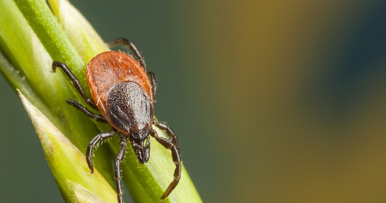 Nowe gatunki kleszczy. Wszystko, co trzeba o nich wiedzieć