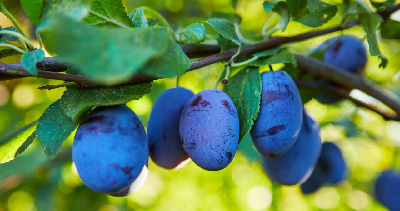 Nie chcesz mieć robaczywych owoców? Wykonaj ten zabieg w kwietniu!