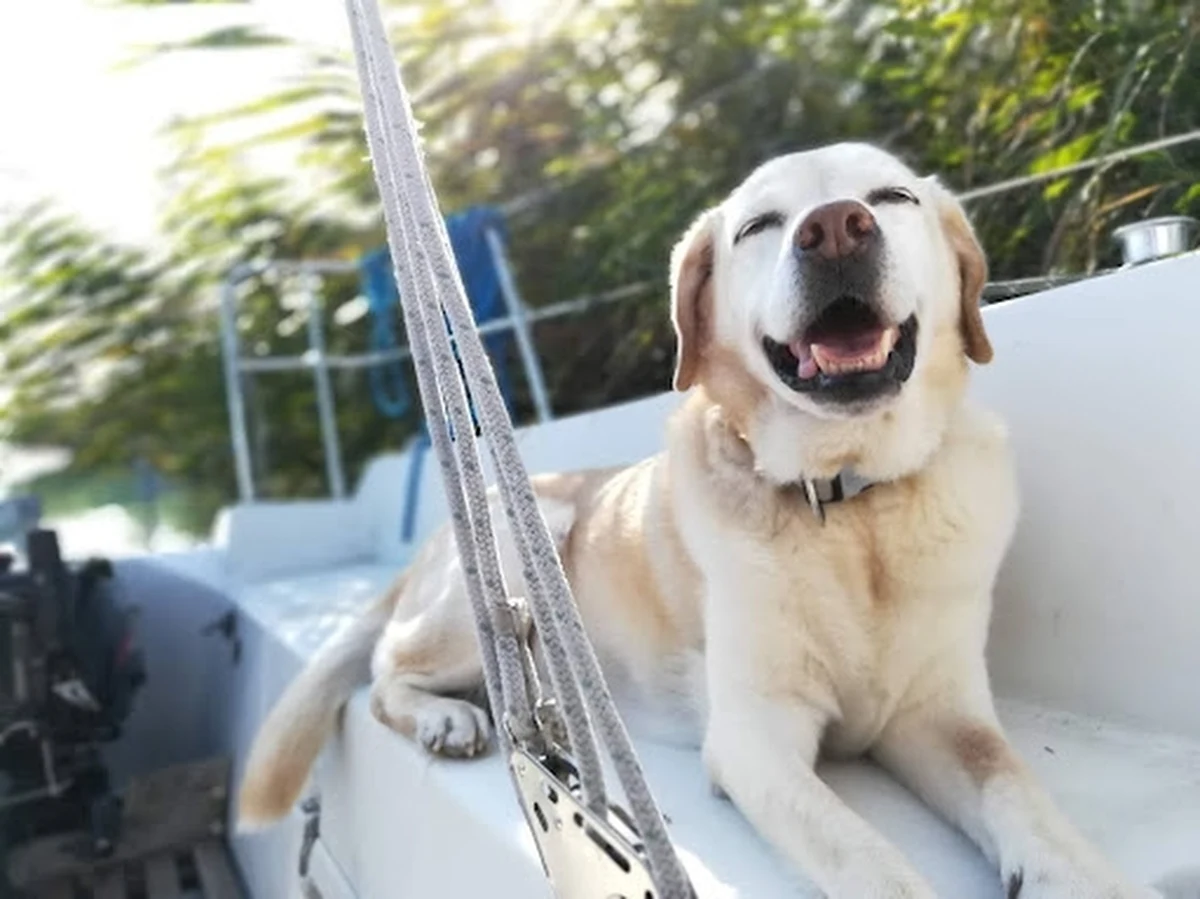 Psiecko, czy psijaciel? W naszych relacjach społecznych psy coraz częściej pełnią zupełnie nowe role. W dzisiejszym świecie psy nie są już tylko zwierzętami domowymi czy pomocnikami w pracy - stały się członkami rodziny, przyjaciółmi, a czasem nawet zastępczymi dziećmi. Ale czy relacja, którą tworzymy ze swoimi czworonożnymi towarzyszami, rzeczywiście przypomina te, które łączą nas z innymi ludźmi? Naukowcy z Uniwersytetu Eötvösa Loránda (ELTE) w Budapeszcie piszą w czasopiśmie "Scientific Reports", że relacja opiekuna z psem może być interpretowana jako mieszanka relacji z dzieckiem i najlepszym przyjacielem.