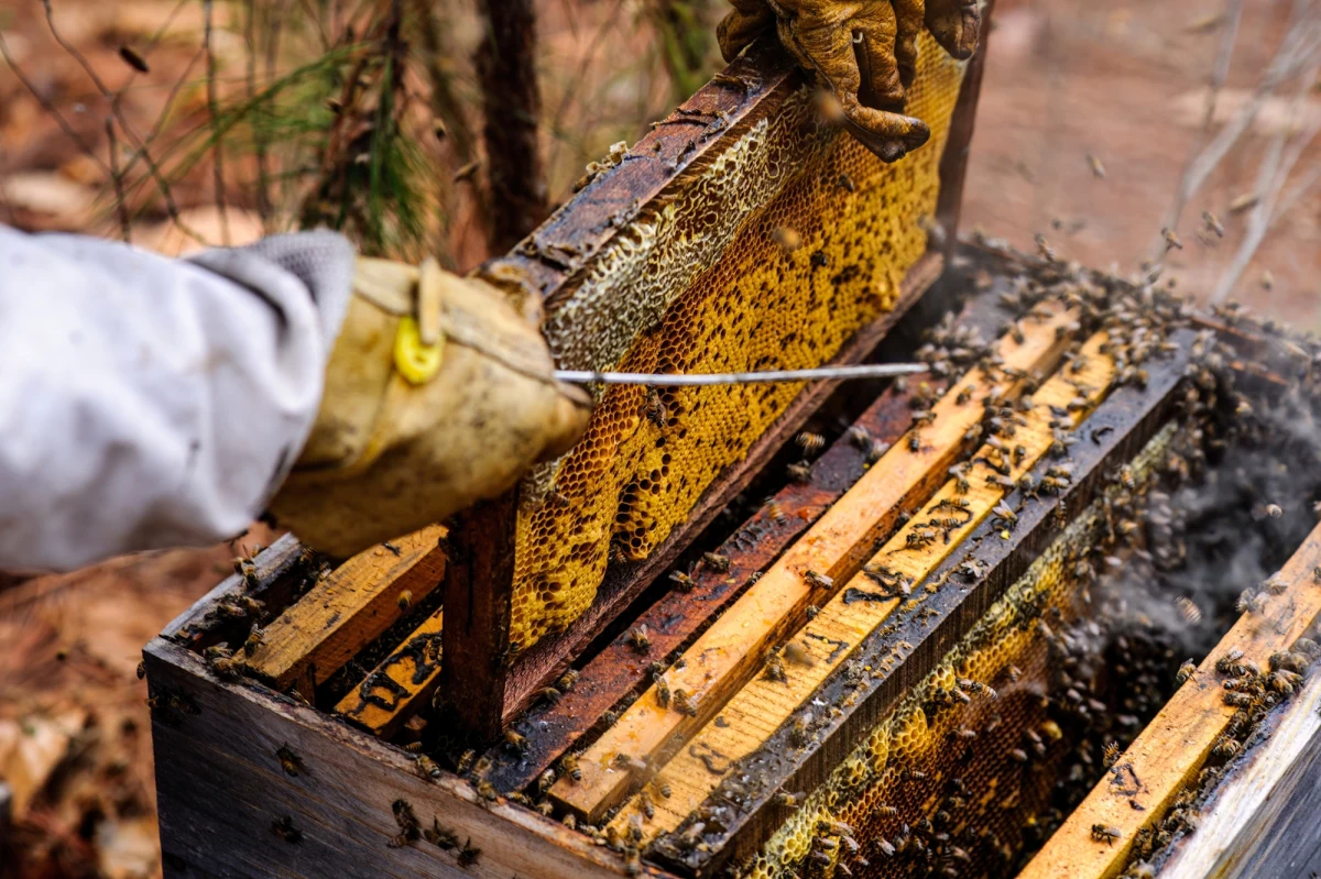 W miejscowości Stafford w amerykańskim stanie Virginia, doszło do dramatycznego zdarzenia, które wstrząsnęło lokalną społecznością. Na terenie znanego gospodarstwa pszczelarskiego Rock Hill Honey Bee Farms, doszło do masowego zatrucia pszczół, co skutkowało śmiercią około 500 tysięcy tych pożytecznych owadów. Właściciel farmy, Jerry Mattiaccio, oraz lokalne przedsiębiorstwa zaoferowały nagrodę w wysokości 7,500 dolarów za informacje, które doprowadzą do aresztowania sprawcy. O sprawie pisze "The Independent".