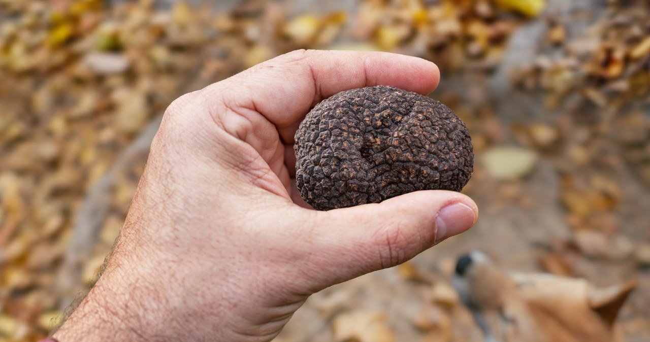"Czarne diamenty" rosną w Polsce. Smak wprawia smakoszy w zachwyt