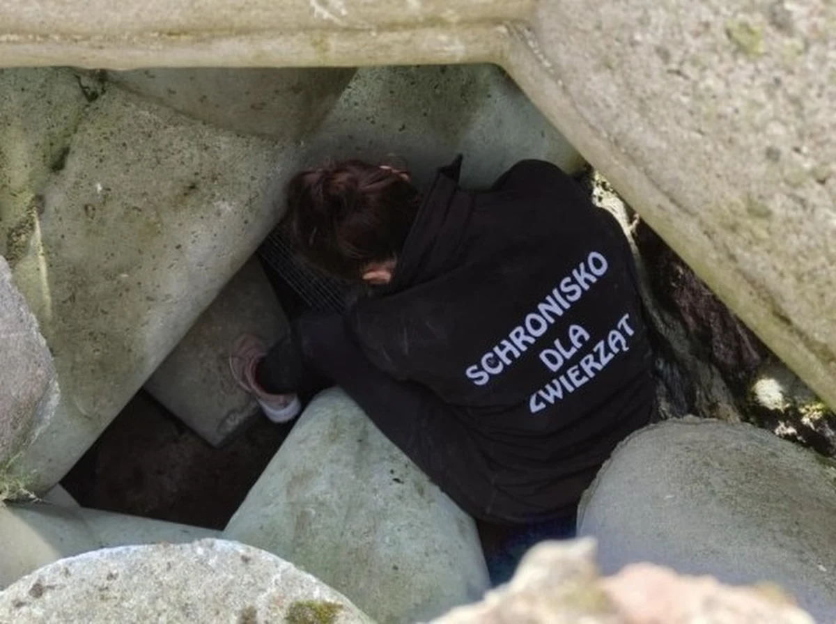 Niezwykła akcja ratunkowa poruszyła mieszkańców Kołobrzegu. Od niedzieli pod betonowymi konstrukcjami falochronu słychać było rozpaczliwe odgłosy psa, jednak mimo licznych prób nie udawało się go zlokalizować. Dopiero dziś, dzięki czujności jednego z policjantów, akcja nabrała tempa.