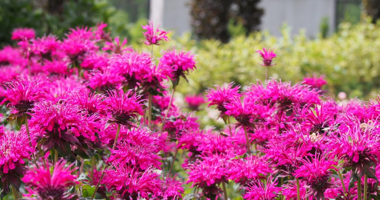 Kwitnie przez całe lato. Kleszcze nienawidzą tego zapachu