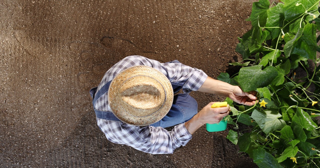 Wyjmij z lodówki i podlej ogórki. Nie nadążysz ze zbieraniem plonów
