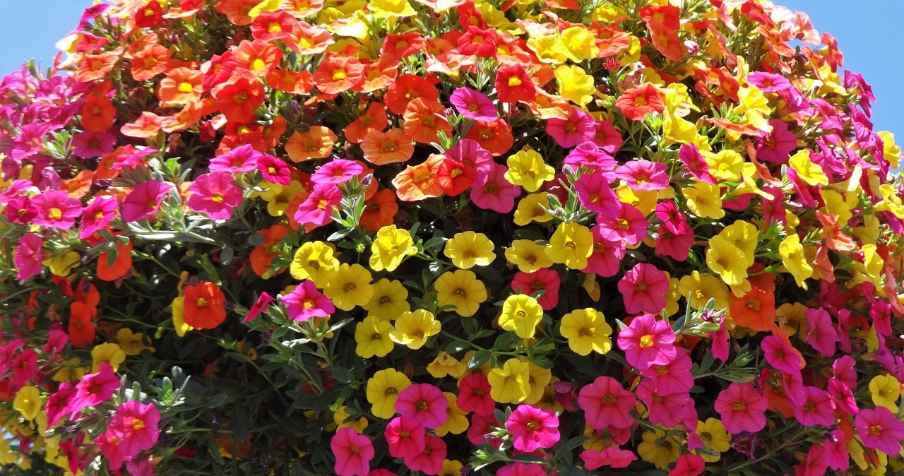 Roślina "miliona dzwonków". Kwietny dywan na balkonie aż do jesieni