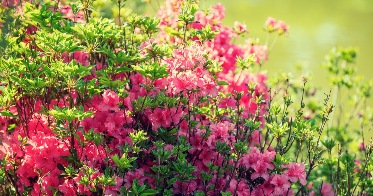 Weź z talerza i zakop przy rododendronie. Odpłaci się morzem kwiatów